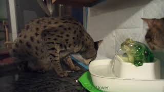 New kitty fountain and a scaredy cat!