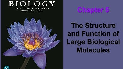 Chapter 5 The Structure and Function of Large Molecules
