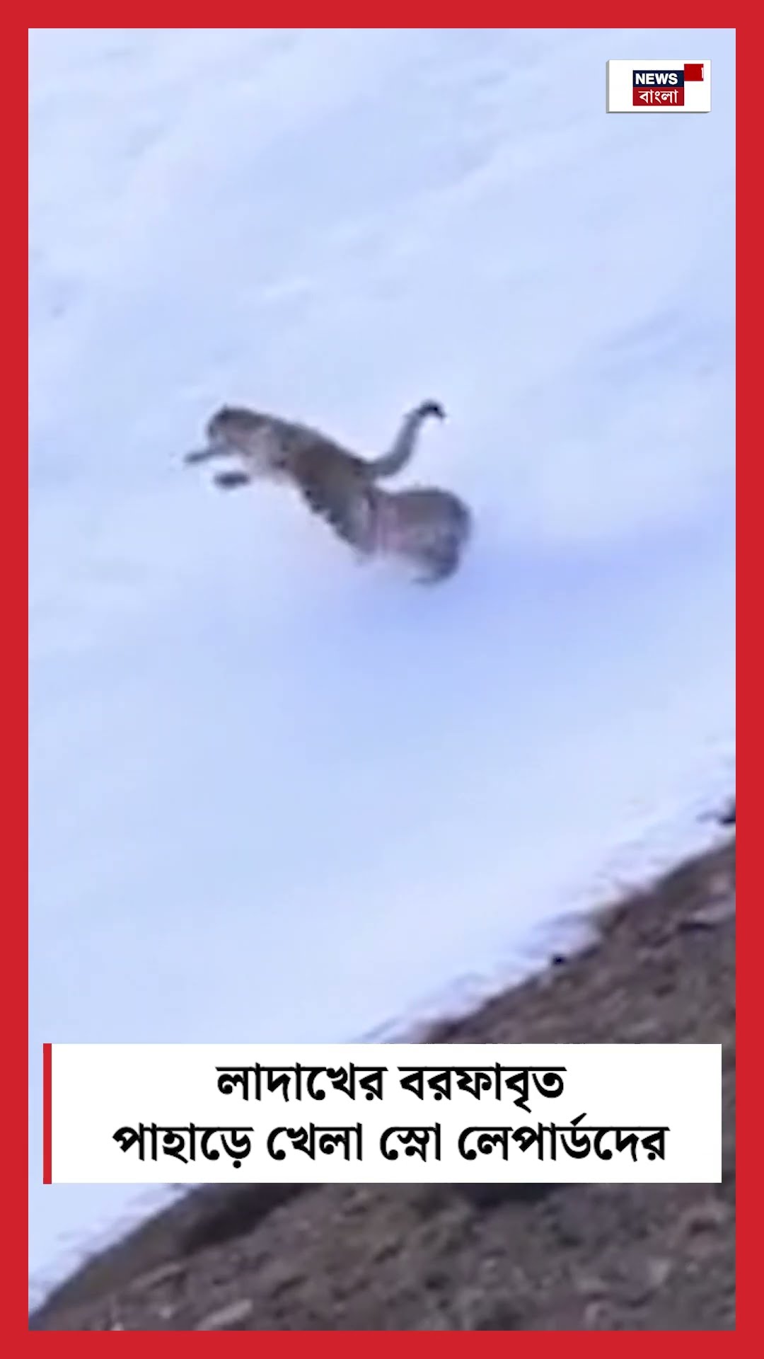 Ladakh এর বরফাবৃত পাহাড়ে খেলা Snow leopard দের | Bangla News | #shorts