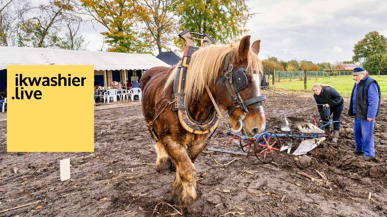 Belgische trekpaarden en Ardenners ploegen op ploegdag Ju met ’t peird - ikwashier.live in Lichtaart