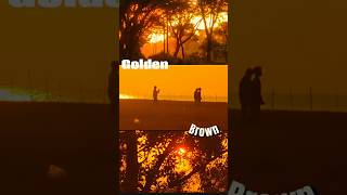 Golden Brown 🍃 #cinematic #sunrise #love #filmmaking #travel #sunset #goldenbrown #youtubeshorts