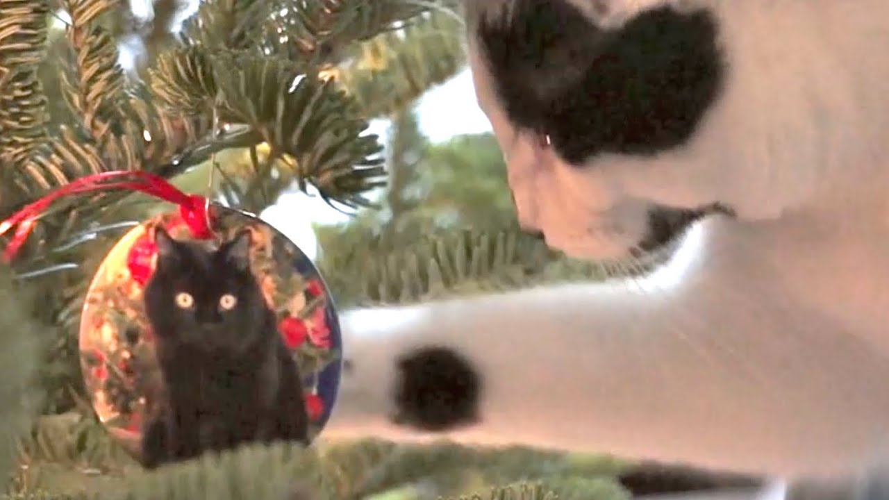 I'm Climbing Up The Christmas Tree Neow! (2012 version) - YouTube