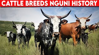 ⭕ Cattle Breeds Nguni HISTORY ✅  Cattle NGUNI  / Bulls NGUNI