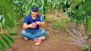 ăn thanh long ruột đỏ ngon | Eat delicious red-fleshed dragon fruit