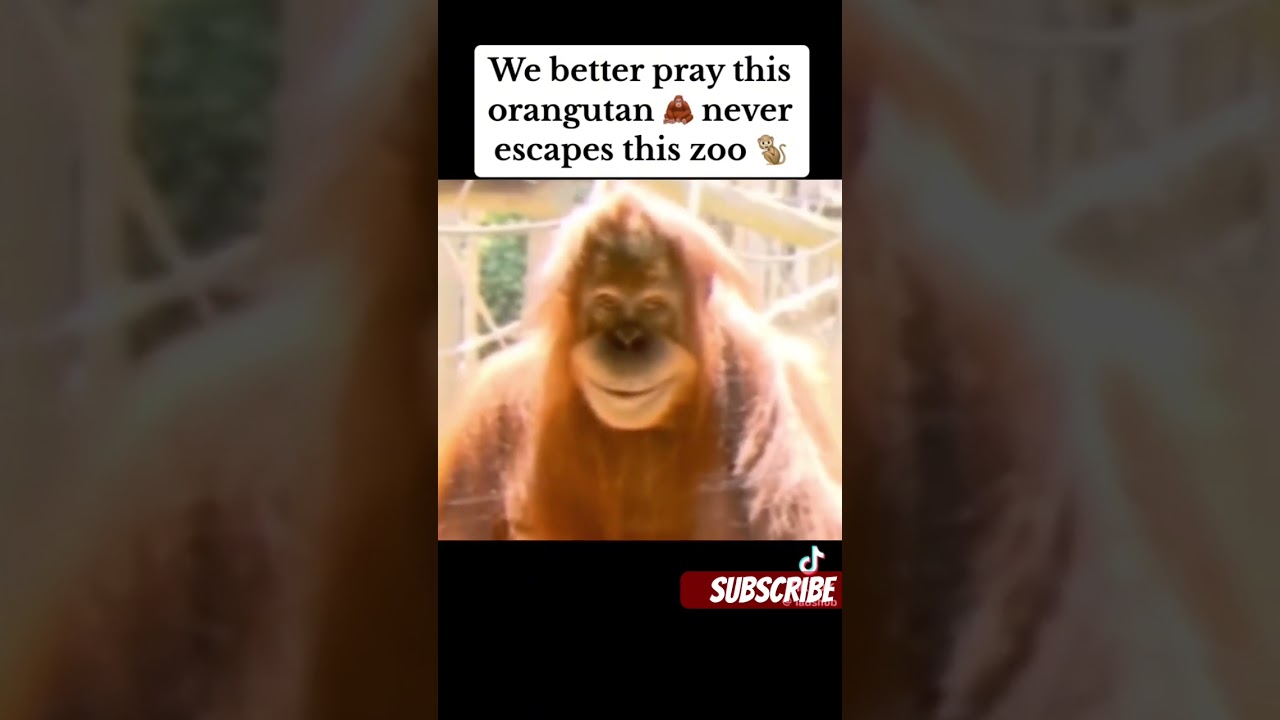 Scary Orangutan reaction   😱😨 
