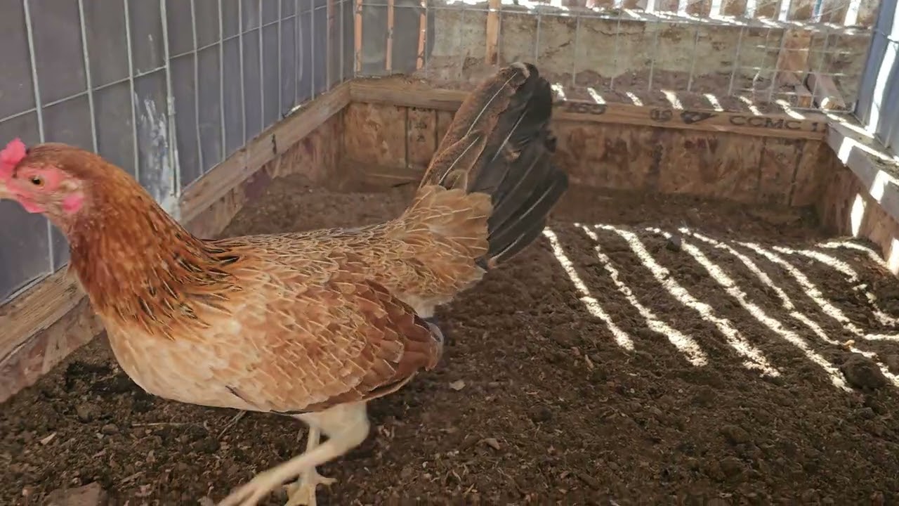 Así va quedando la gallera