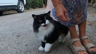 Beautiful tuxedo cat talking to me with her irresistible cute meow