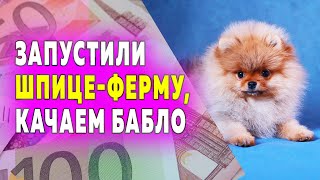 Щенкам шпица 82 дня. Последнее видео по поводу продажи щенков. Фотосессия шпицев