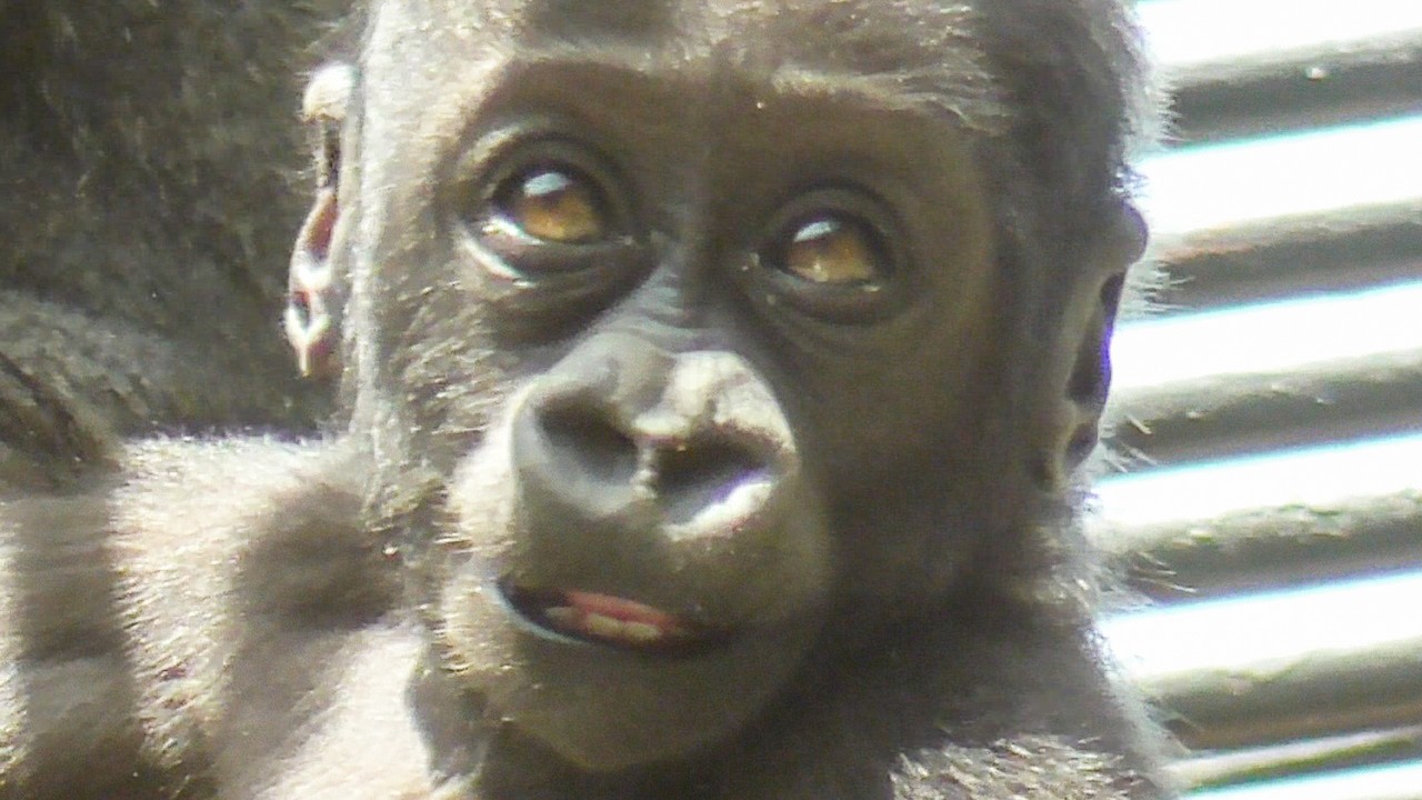 赤ちゃんゴリラサンタロウをママから強引に奪おうとする!?兄キンタロウ🦍怒って必死に天使を守るゲンキママ✨