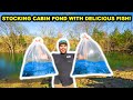 STOCKING My OFF-GRID Cabin Pond with TASTY FISH to CATCH CLEAN COOK!!!