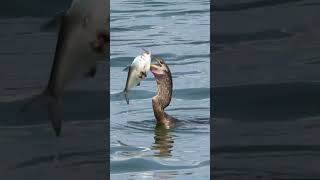 Anhinga Speared A Huge Struggling Fish Can He Swallow The Whole Thing?
