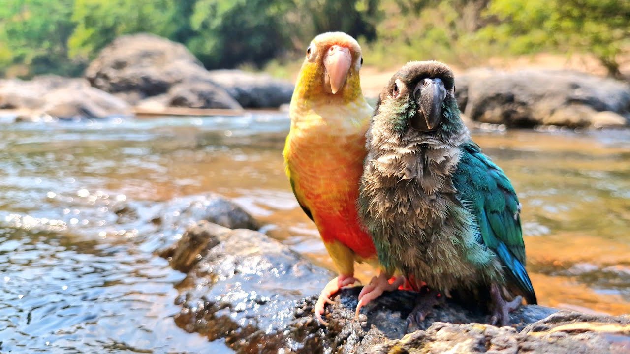 Oh, the water is so cold today : Pineapple conure and Blue conure ...