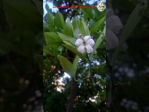 حل مشكل تساقط ازهار الحمضيات البرتقال والليمون