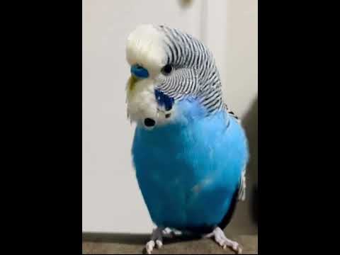 Happy budgie sings like a star!😍💙 #viral #parakeet #parrot #shorts