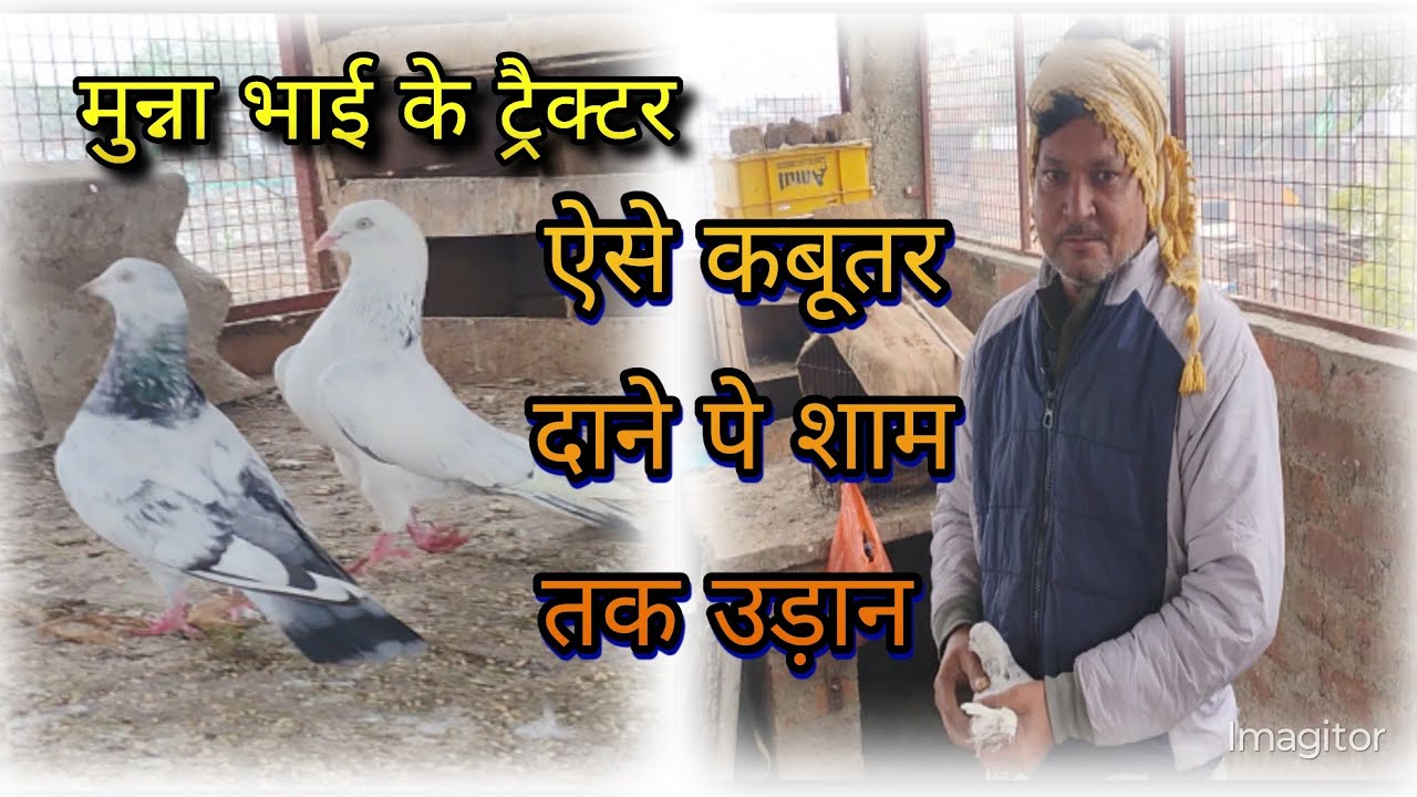 Breeder pigeons of munna मुन्ना भाई के कबूतर 