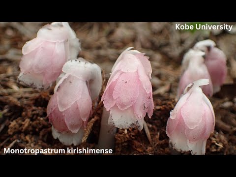 Video: Info për hibridizimin e bimëve - Mësoni rreth hibridizimit të bimëve