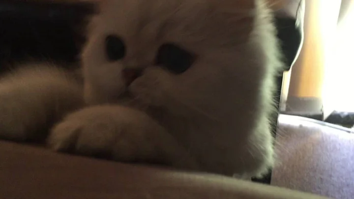 Video 536931: chinchilla persian cat, persian cat love, persian cat playing, cut persian, lion cut, cat belle