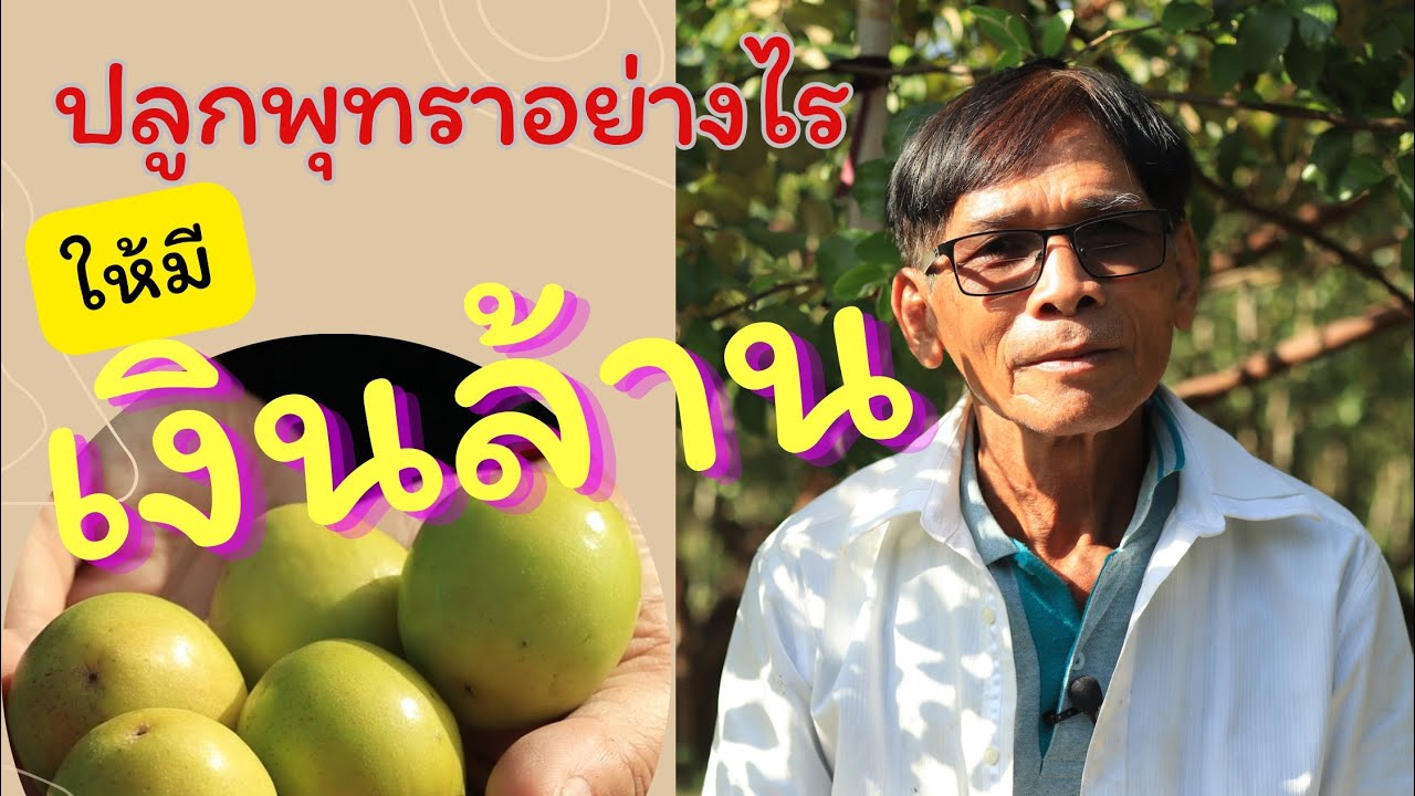 พุทราเงินล้านสวนพ่อเป็ง ศรีสุข