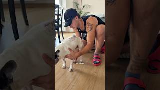 Kako brinuti o operiranom psu?🐾 #shorts