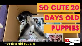 SO CUTE 20 DAYS OLD PUPPIES| Wakyrie Abs by Wakyrie Abs 115 views 2 years ago 3 minutes, 18 seconds