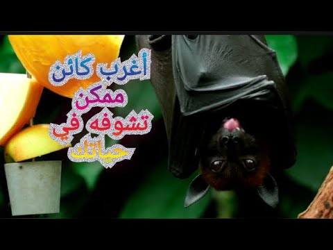 سر خفافيش الظلام تجمعاتها الغامضة ورحلة اكتشاف تنوعها الساحر 