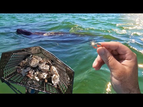 Manatees and GOLD!