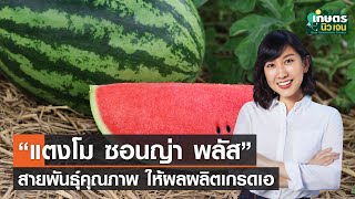 "แตงโมซอนญ่า พลัส" สายพันธุ์คุณภาพ ให้ผลผลิตเกรดเอ | เกษตรนิวเจน | 5/03/65 (FULL)