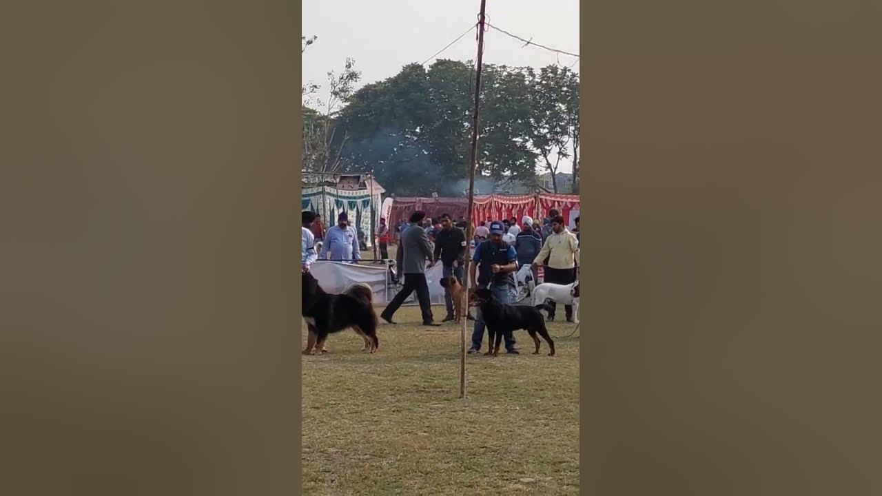 Agra Dog Show 2023 KCI Dog Show YouTube agra-dog-show-2023-kci-dog-show-youtube