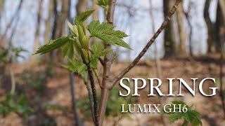 Panasonic LUMIX GH6 - SPRING: Nature 4K, 60fps