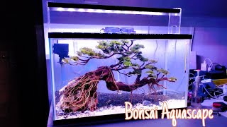 MEMBUAT BONSAI AQUASCAPE SEDERHANA