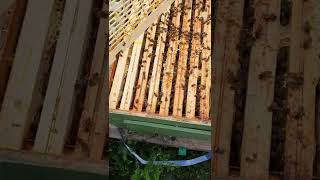 Visite De Ruche Pendant Le Trou De Miellée Après Lacacia...