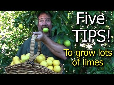 Βίντεο: Τι είναι το Lime Tree της Ταϊτής: Συμβουλές για την καλλιέργεια του περσικού λάιμ Ταϊτής