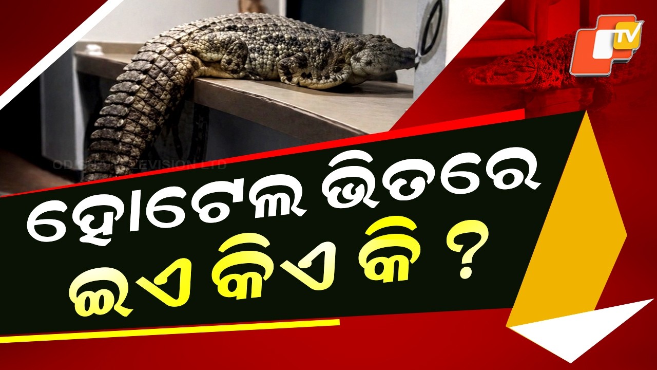 Special Story: 12-Foot Crocodile Storms Hotel Kitchen, Guests in Panic