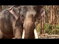 Notorious Character elephant bangalore ganesha