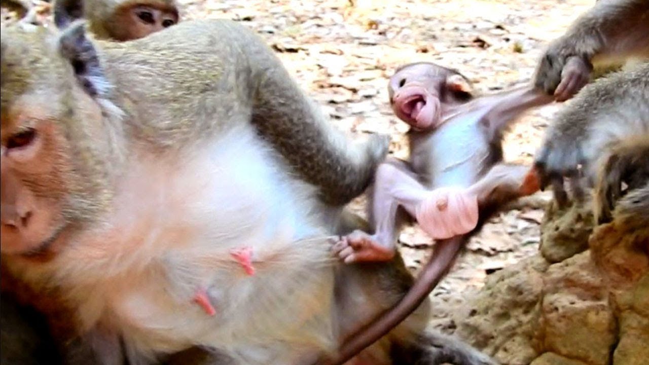 foundation medicine Pity baby Coz Mom Escapes fom alpha Dolly Catching Herr baby crying loudly