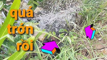 câu vịt mùa mưa // siêu phẩm câu vịt và pha lên cá quá nhanh quá bất ngờ