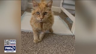 Cat survives coyote attack in San Jose