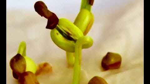 Swayam MOOC/ Swayam Prabha Promotional Video