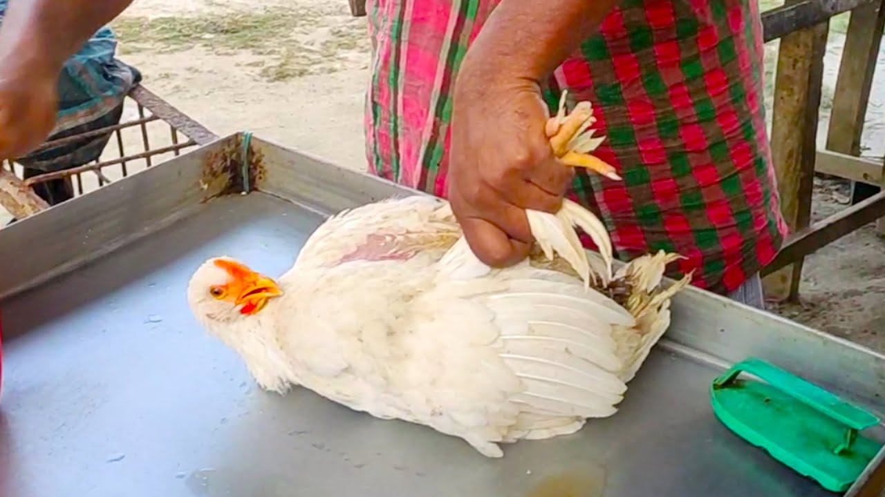 Poultry Cutting  Chopping By Expert Butcher   Live Chicken Cutting Skill   Fast Chicken Cutting