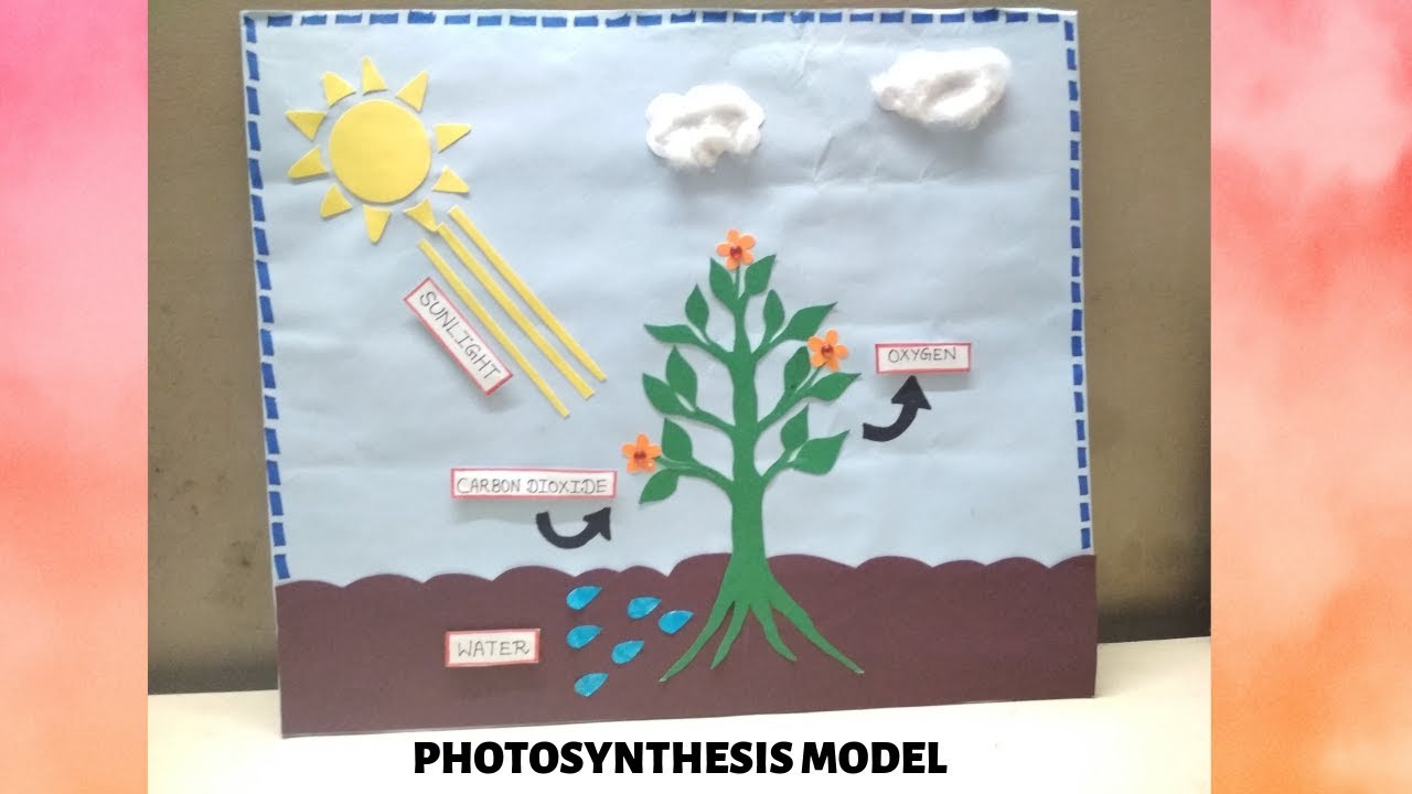 Photosynthesis Model Science Model For Students Science Exhibition Model Youtube