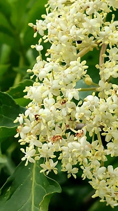 8 юни 2024 г. Черен бъз,дървесен бъз,Sambucus nigra,билка. - YouTube