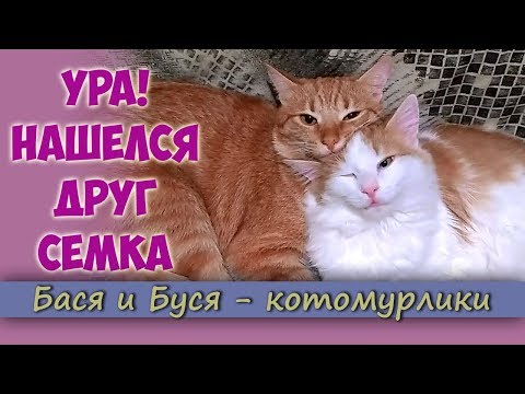 Видео: Как да се сприятелява с котка