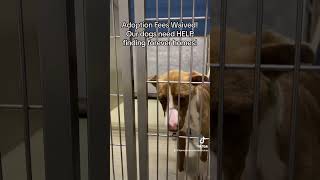 What every dog in the shelter needs...