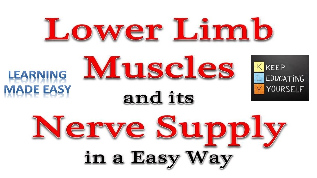 LOWER LIMB MUSCLES WITH ITS NERVE SUPPLY IN A VERY EASY WAY - YouTube