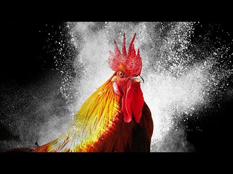 公雞叫聲🐓 30種 公雞叫聲 雞叫音效 咕咕咕｜77音效