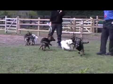 Police Dog Action Chase Puppies The New Recruits M...