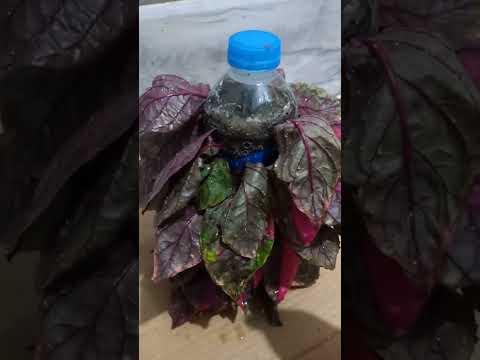        طريقه جديده لزراعة النتير بالورقه