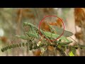 ये कीडा मरने के बाद भी संभोग कर सकता है This Mantis Can Have Mating Even After Death || TWSF Ep. 1