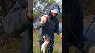 Terrible pesca de taruchas 🔥🎣 #pesca #tararira #aguantelapesca #taruchas #fishing