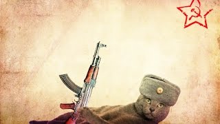 Смешные кошки :) Часть 228 - Война так война! :)) Смешные кошки :) Часть 228 - Война так война! :))